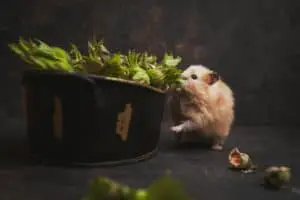 Hamster Blumenkohl