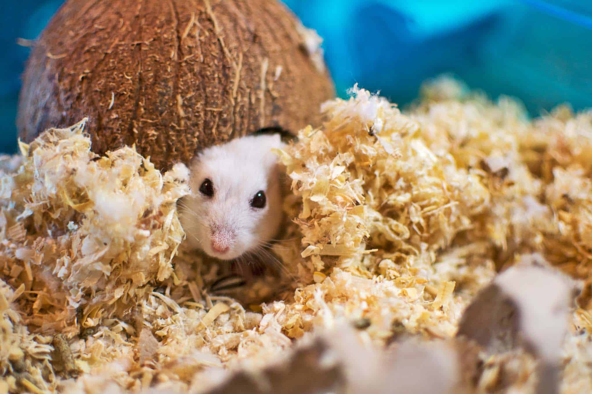 Dürfen Hamster Eier essen? - Hamster Eier