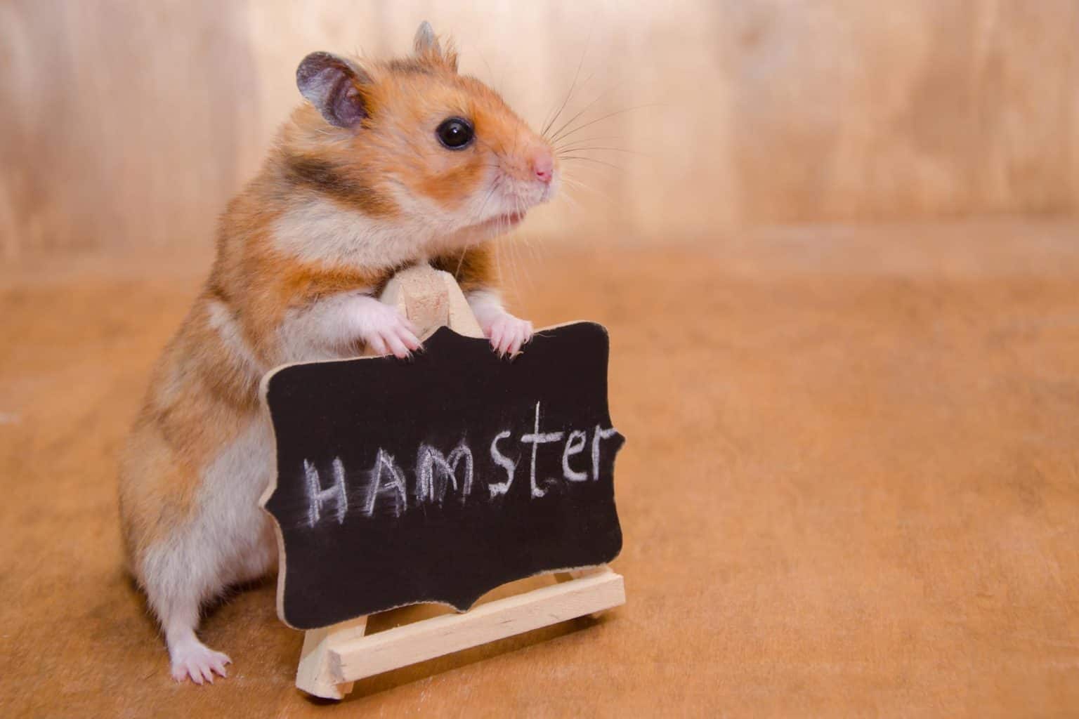 Dürfen Hamster Erdbeeren essen? - Hamster ErDbeeren 1536x1024