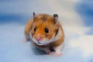 Hamster Paprika