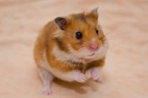 Hamster Weintrauben