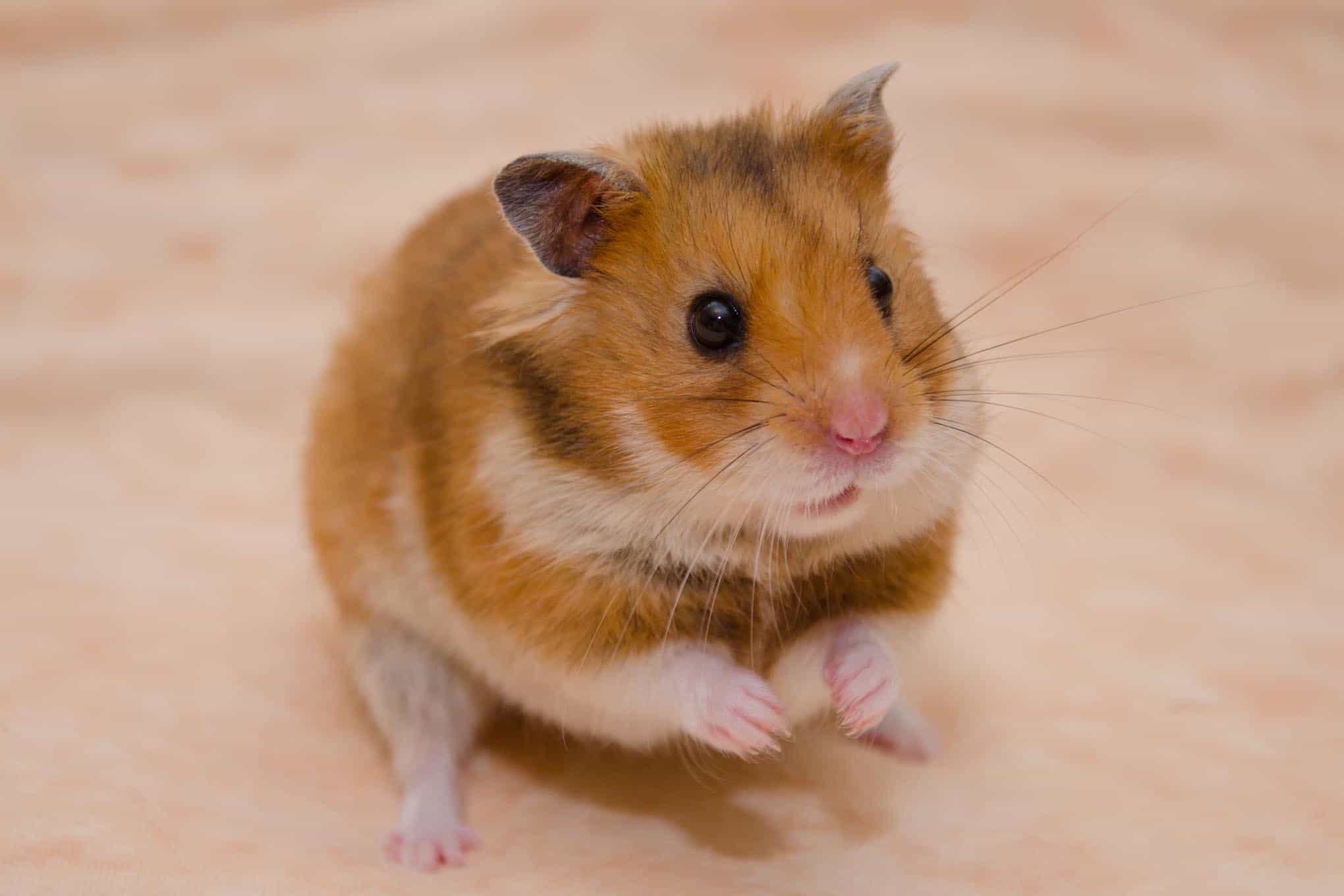 Dürfen Hamster Weintrauben essen? - Hamster Weintrauben