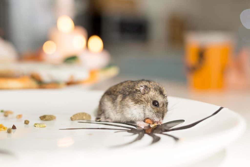 Dürfen Hamster Zucchini essen? - Hamster Zucchini 1024x683