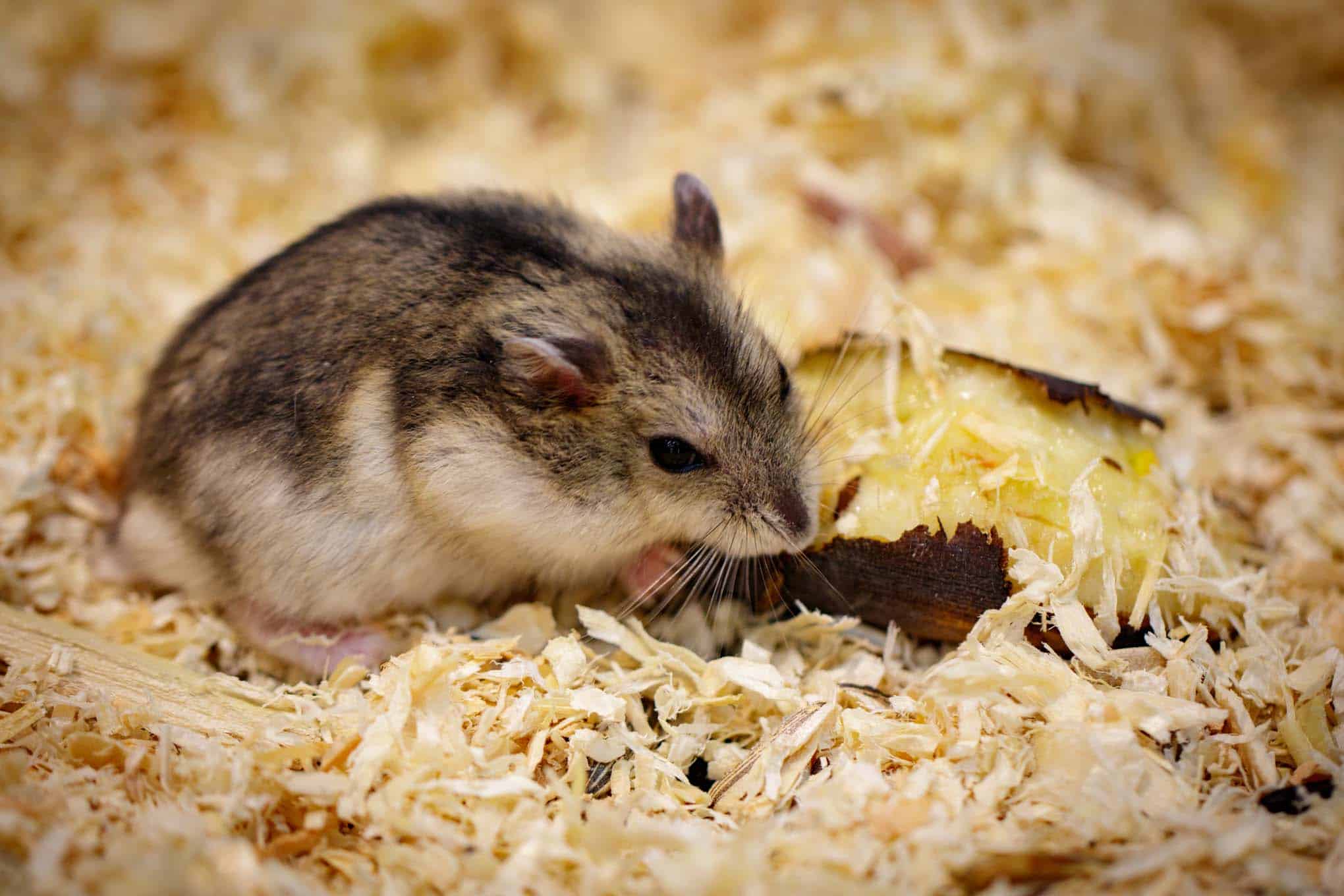 Dürfen Hamster Kartoffeln und Kartoffelschalen essen? Vollkommen