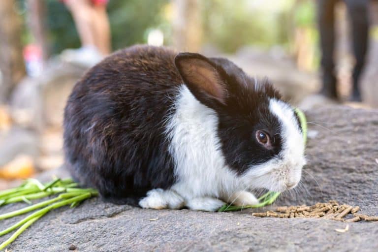 Dürfen Kaninchen Chinakohl essen? Vollkommen tierisch alles über