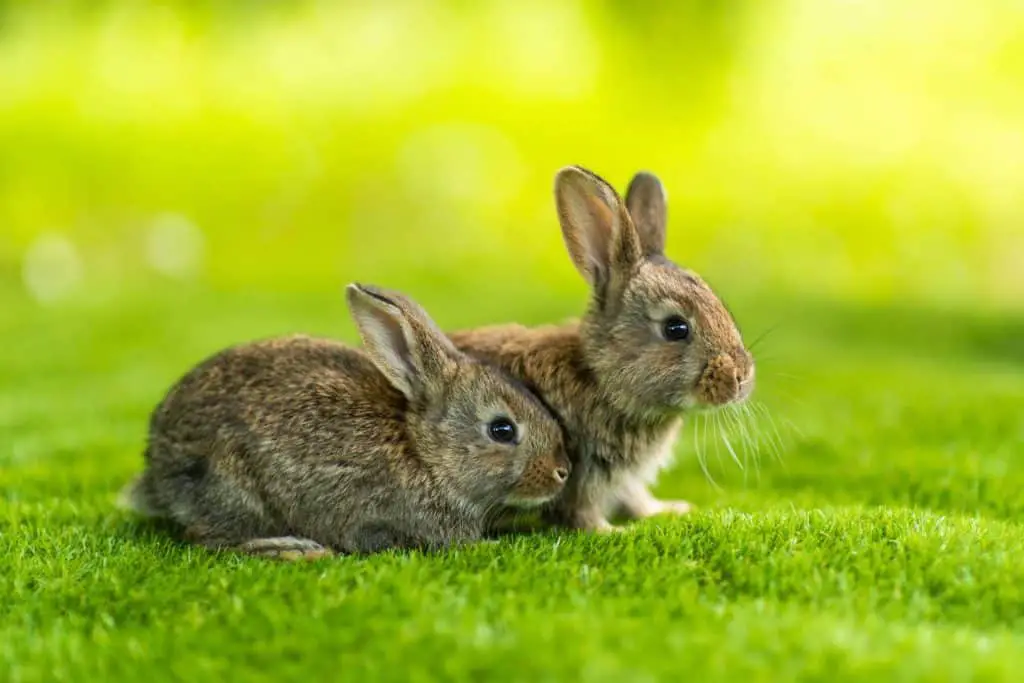 Dürfen Kaninchen Kastanien essen? Vollkommen tierisch alles über