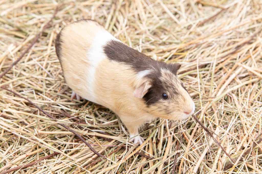 Dürfen Meerschweinchen Banane essen? Vollkommen tierisch alles über