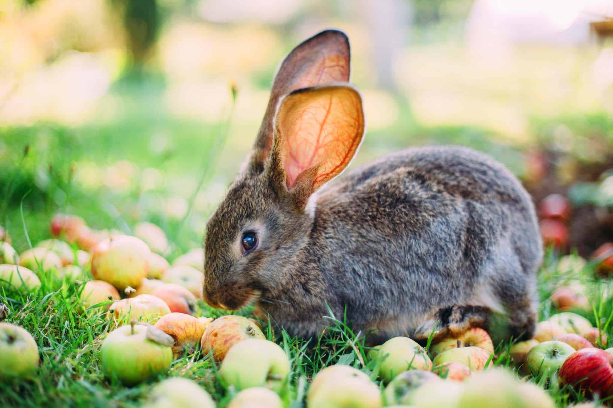 Dürfen Kaninchen Äpfel essen? Vollkommen tierisch alles über
