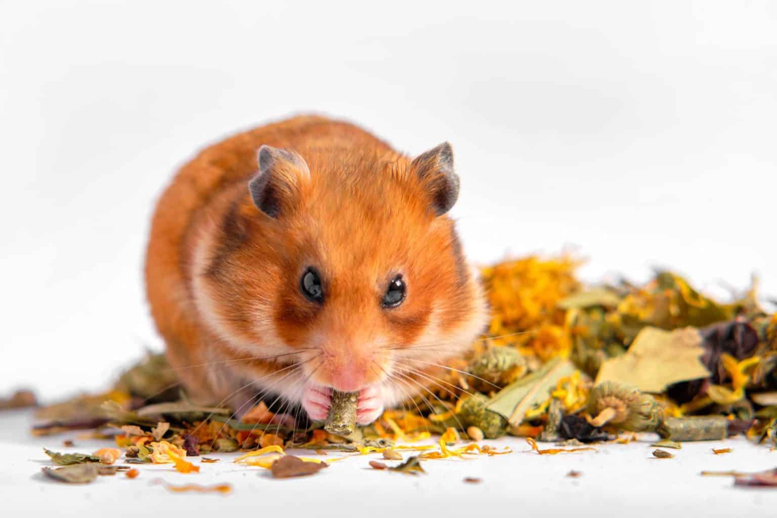 Dürfen Hamster Lauch (Porree) essen? Vollkommen tierisch alles über