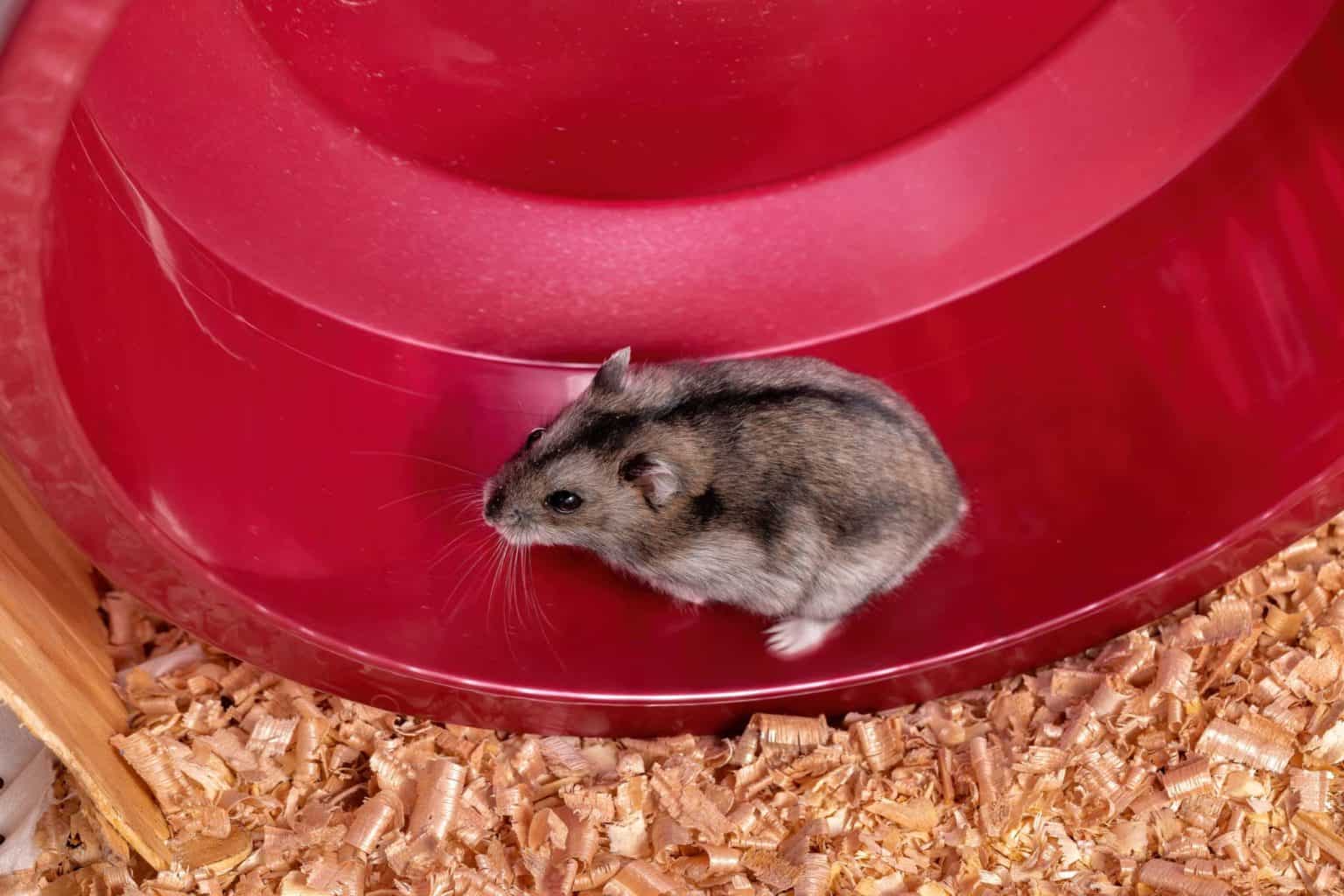 Dürfen Hamster Käse essen? Vollkommen tierisch alles über Kaninchen