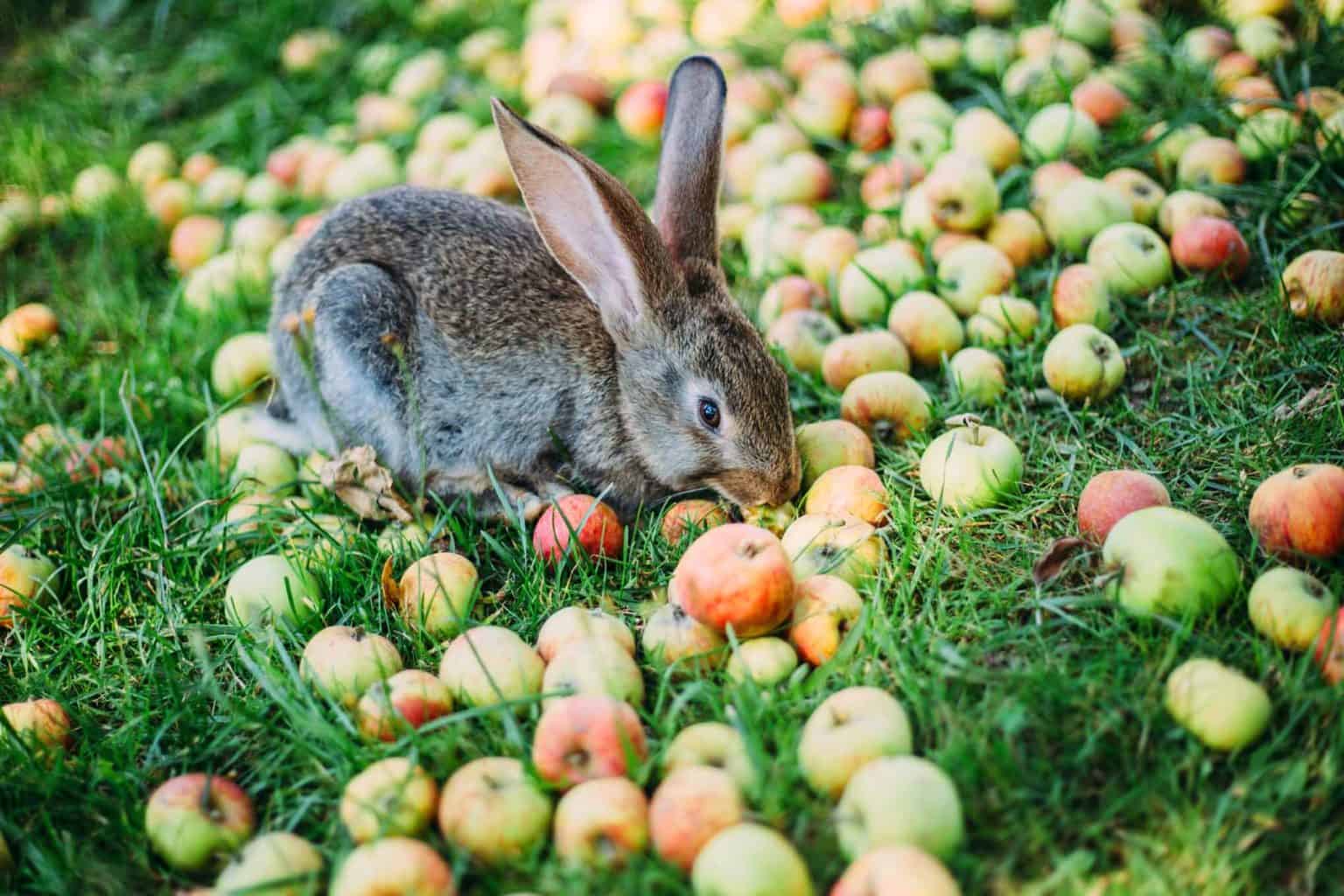 Dürfen Kaninchen Äpfel essen? Vollkommen tierisch alles über