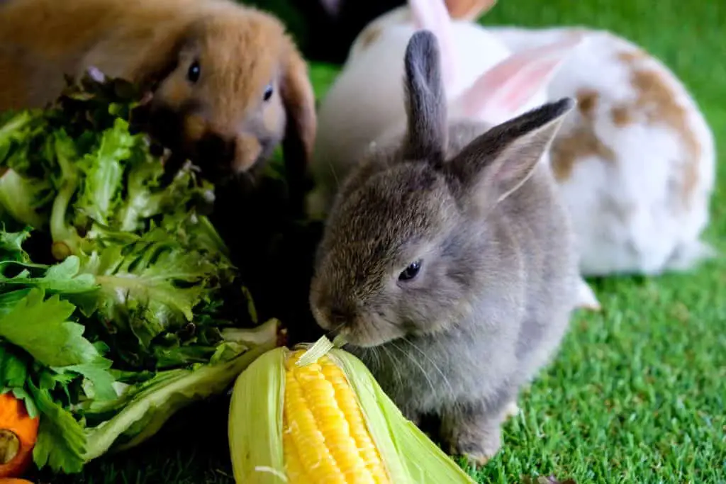 Dürfen Kaninchen Kohlrabi essen? Vollkommen tierisch alles über