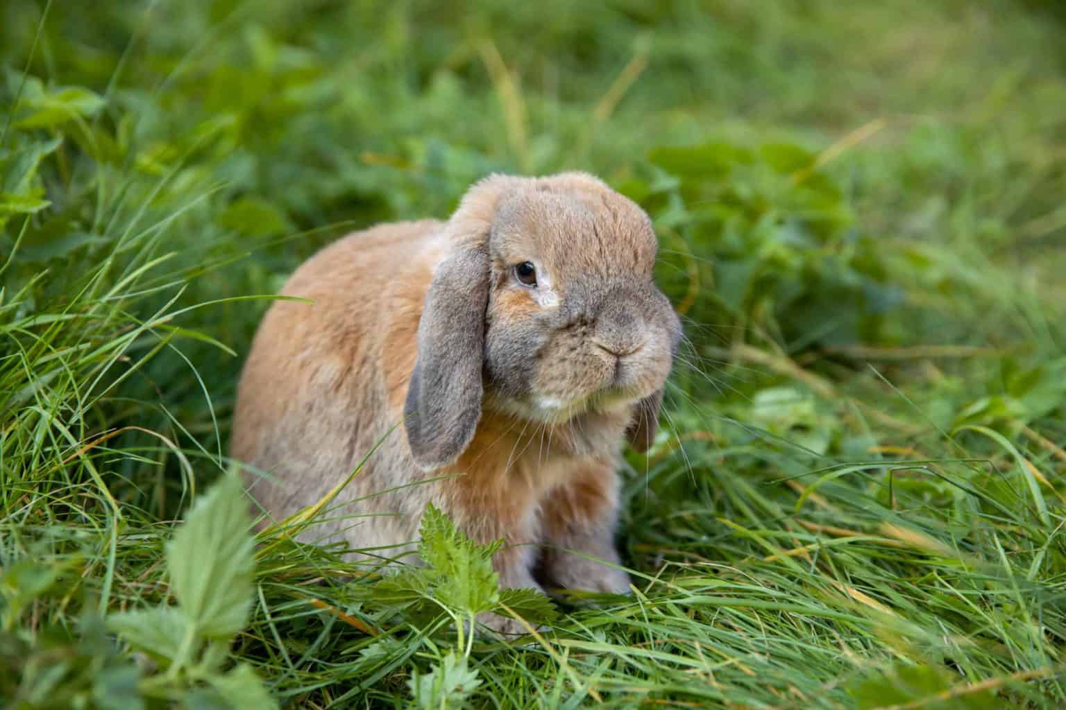Dürfen Kaninchen Petersilie essen? Vollkommen tierisch alles über