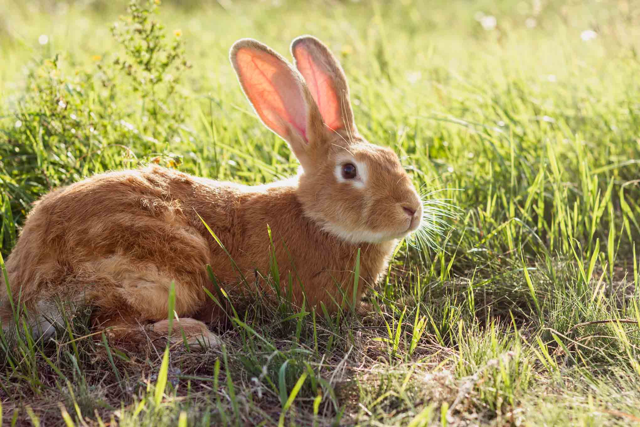 Dürfen Kaninchen Schnittlauch essen? Vollkommen tierisch alles über