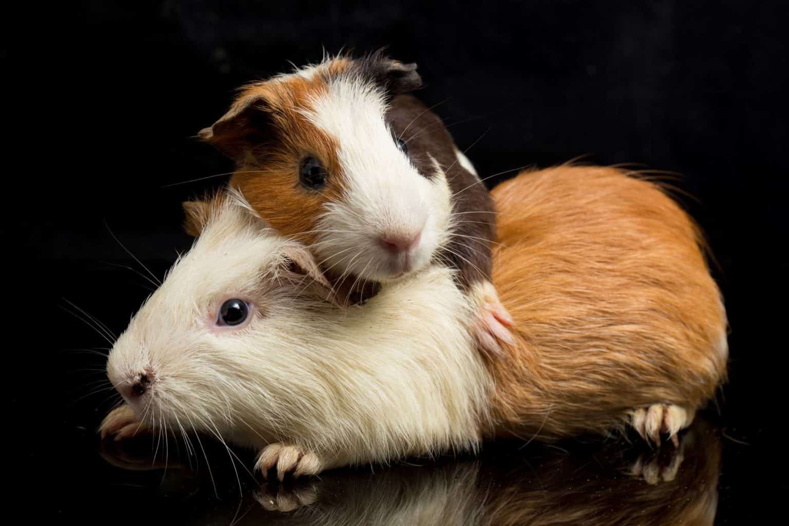 Dürfen Meerschweinchen Lauch (Porree) essen? Vollkommen tierisch